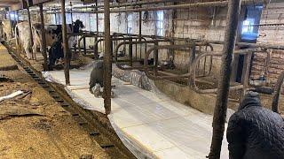 Putting in brand new stalls for the cows!!!