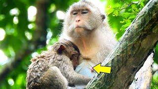 Milk Time...Vero Monkey Drink Milk So Sweetest And Comfortable Coz Mother Give Great Attention.