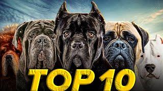 Top 10 Best Mastiff Dog Breeds | Fully Explained