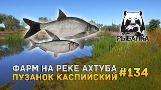 Фарм на реке Ахтуба. Пузанок Каспийский - Русская Рыбалка 4 #134