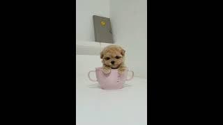 So tiny size puppy cream poodle toy poodle lovely cutest videos - Teacup puppies KimsKennelUS