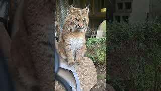 Chatting with the World's Prettiest Bobcat #shorts #animals