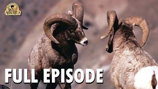 Wild America | Special E5 'Spectacular Showdowns' | Wild America Animal Channel