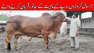 Visited At Haji Asghar Nimko Wale II Nimat Cattle Farm in Multan Pakistan 2021 II SS Tv |