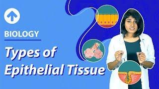 Types of Epithelial Tissues | Structural Organisation In Animals | Biology | Class 9