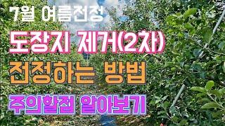 (7월 )사과나무 도장지 제거(2차) 하계 전정방법 및 전정시 주의사항