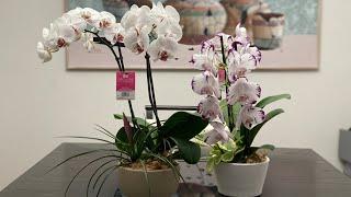 The Best Orchids To Buy If You Are A Beginner