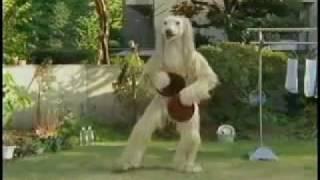 Creepy Japanese Commercial Dog