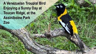 A Venezuelan Troupial Bird Enjoying a Sunny Day at the Assiniboine Park Zoo @papaatthezoo