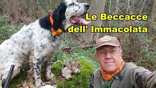 Le Beccacce dell' Immacolata - Dicembre 2024 - Caccia  alla Beccaccia -  hunting woodcock