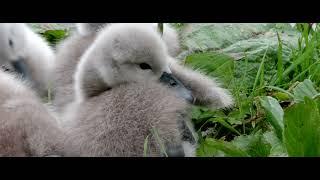 Cygnet with head under wing