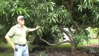 A019 Cultural practices for mango trees after harvest