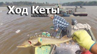 Путина кеты и рыбалка сплавными сетями на реке Амур! Путешествие на север Хабаровского края.