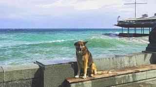 This Dog Waited 12 Years For His Owner On The Embankment.