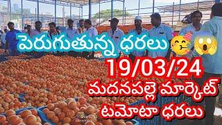 19-03-24 Madanapalle Tomato Market price Today || Today Tomato Market Rate in Madanapalle #today