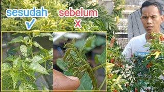 cara mudah mengatasi daun cabe keriting.akibat hama.#cabe #hamacabe