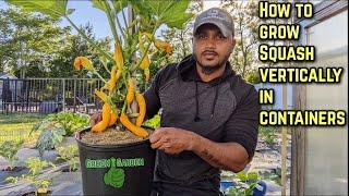 Growing Squash - Yellow Crookneck Squash | In Containers | Vertically |