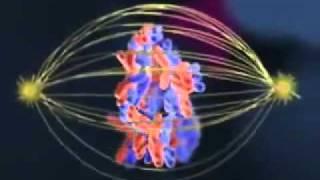 Biology   Meiosis   cell division