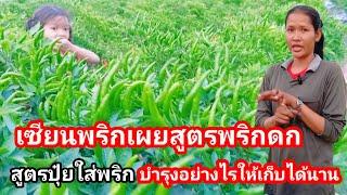 เซียนพริกเผยสูตรปุ๋ยดกกิ่งแทบหัก! บำรุงยังไงให้เก็บได้ยาวๆ ต้นไม่โทรม มีดอกตลอด