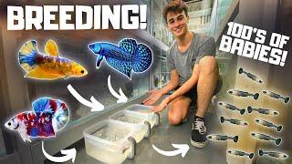How to Breed Bettas in Tubs! (Super Easy)