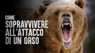 Come sopravvivere all'attacco di un orso