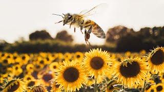 Sunflowers SECRETLY helping honey bees?