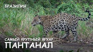 Мир Приключений - Самый крупный ягуар. Пантанал. Бразилия. Biggest jaguar Pantanal. Brazil.
