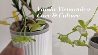 Species Spotlight: Orchid Species from Vietnam | Vanda Vietnamica fka Christensonia #carecollab