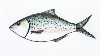 How To Draw Hilsa Fish Step By Step.