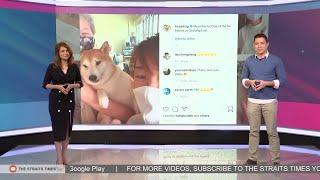 Selfies with animals to charm voters | GE2020 TODAY