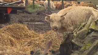 Skagit rancher charged with animal cruelty