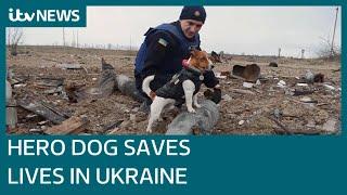 Patron the Jack Russell: Meet the Ukraine dog with a life-saving job sniffing explosives | ITV News