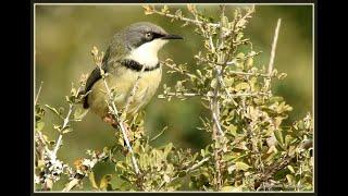 Bar-throated Apalis male singing and the mate is duetting