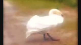 Рекламное видео ,смотрите канал хорошего настроения!Nature , swans , music, swan story.