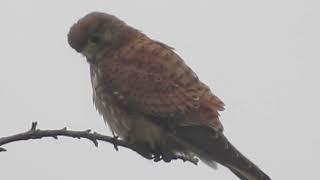 WILD COMMON KESTREL STILL-HUNTING