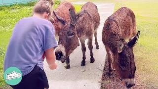 Donkeys Come To The Door Every Day To Greet This Woman | Cuddle Buddies