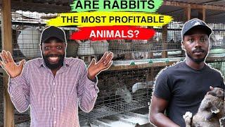 How to Make MILLIONS in AFRICA with Rabbit Farming: 40 RABBITS From Just ONE FEMALE?!