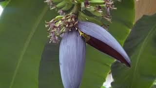 Banana blossom