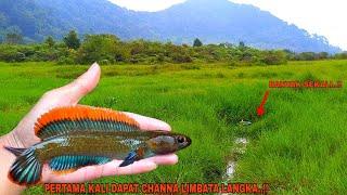 REZEKI..!! Mancing Channa Limbata Dapat Rim Super Tebal || Ikan Channa Limbata Langka