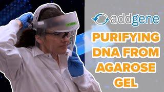 Purifying DNA from an Agarose Gel