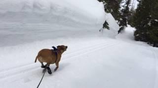 Penny gets up to a gallop with 2WD (RWD) at Kirkwood before suffering a blowout...3/3/17