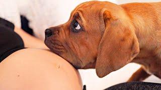 When Your Dogs Know You're Pregnant | Cutest Reactions