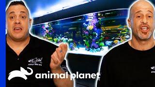 Brett And Wayde Build The Biggest Shark Tank Of Their Careers | Tanked