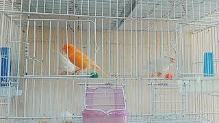 canary bird - canary singing - canary sounds -  canary singing at home - beautiful canary birds