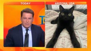 Interviewer cracks up after meeting jinx the cat on his show