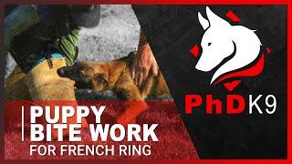 Puppy Bite Work for French Ring Protection Sport with Bethany Preud'homme from PhD K9.