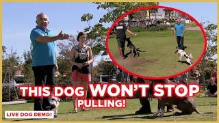 HOW TO STOP DOG PULLING | DOG TIPS