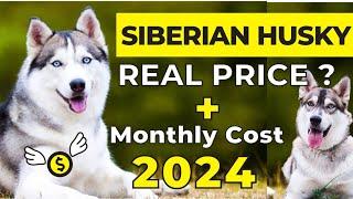 Siberian Husky Price In India 2024 | Siberian Husky Price and Monthly Expenses | Siberian Husky