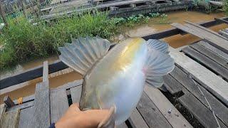 Mancing Baung Babon Di sungai Umpan Kucur Yt Kahayan