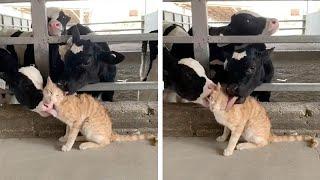 Herd Of Cows Lick Cat